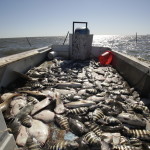 A Mess of Feesh - Dan Smith