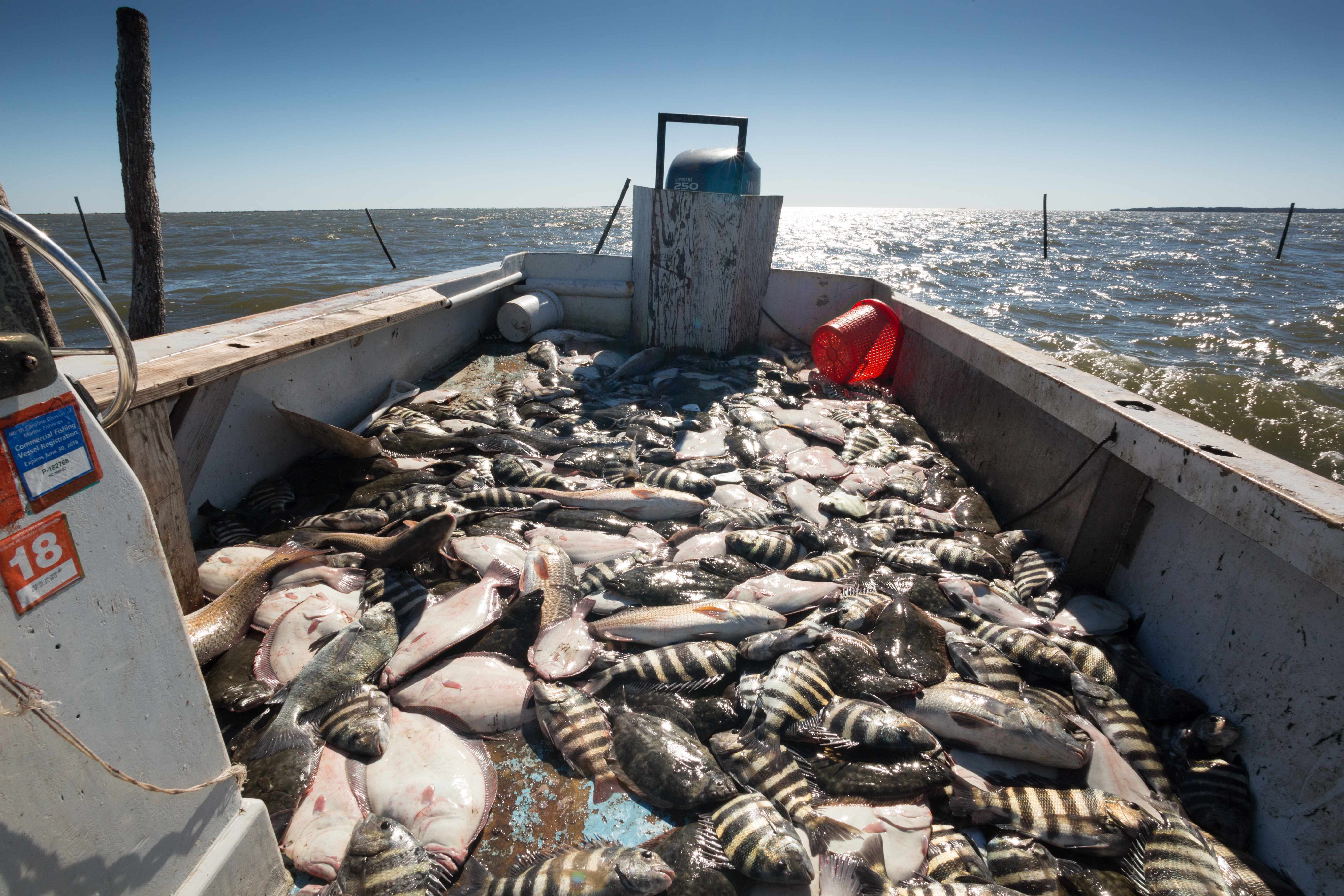 A skiff full of fish on North Carolina's Core Sound by Dan Smith